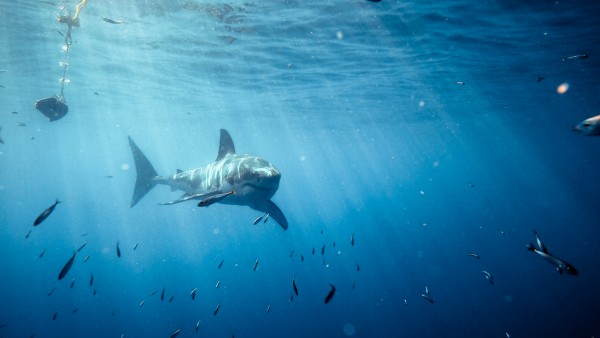 Great White far by Michael Brown